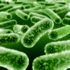 Wpływ probiotyków na układ immunologiczny człowieka